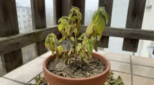 Pianta di basilico appassita in un vaso di terracotta su un balcone