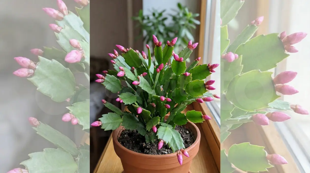 Cactus di Natale in vaso con numerosi boccioli rosa su un davanzale
