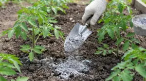 Una mano con guanto sparge cenere sul terreno vicino a piantine di pomodoro