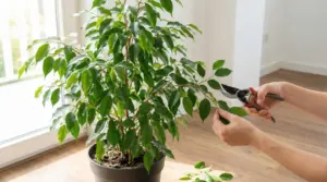 Persona che pota una pianta di ficus benjamin in vaso vicino a una finestra