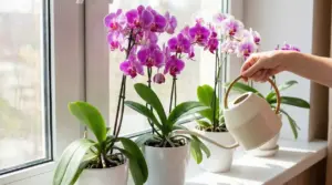 Orchidee in vaso con fiori viola e rosa vicino a una finestra mentre vengono annaffiate