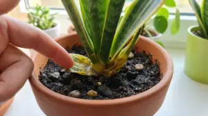 Foglia marcia alla base di una Sansevieria in vaso con dito che la indica