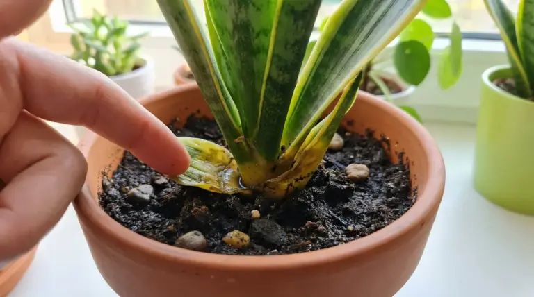Foglia marcia alla base di una Sansevieria in vaso con dito che la indica