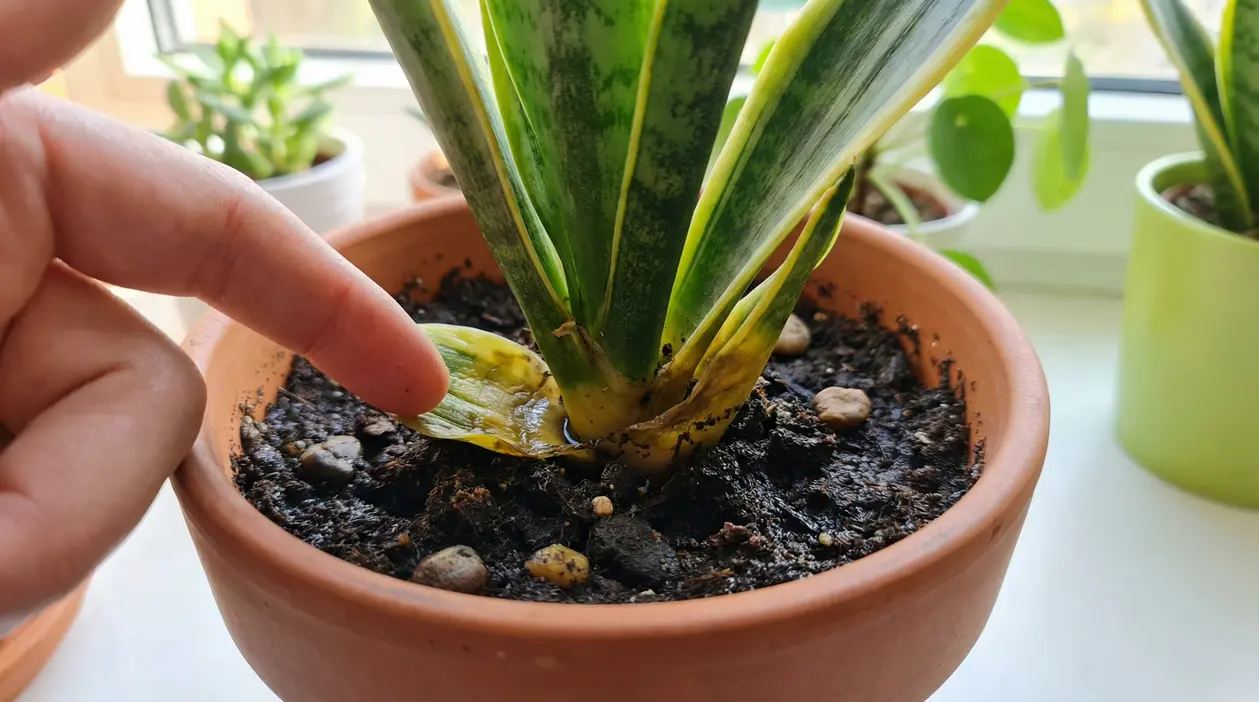 Foglia marcia alla base di una Sansevieria in vaso con dito che la indica