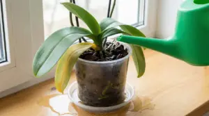 Orchidea in vaso trasparente con foglie ingiallite mentre viene annaffiata con annaffiatoio verde