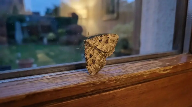 Falena poggiata sul davanzale interno di una finestra al crepuscolo