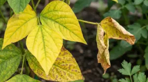 Foglie ingiallite e parzialmente secche su una pianta in giardino