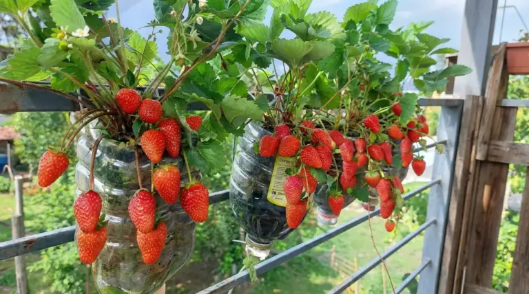 Piante di fragole coltivate in bottiglie di plastica appese a una ringhiera