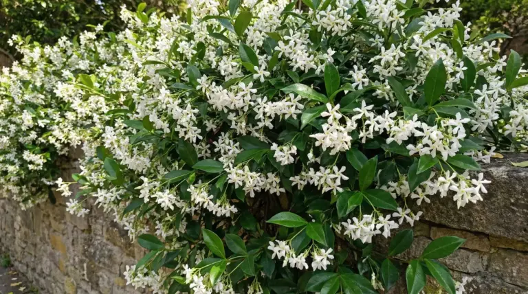 Rampicante di gelsomino con fiori bianchi in piena fioritura su un muro di pietra