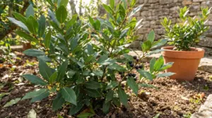 Pianta di alloro con bacche nere in un giardino soleggiato