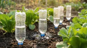 Sistema di irrigazione fai da te con bottiglie di plastica in un orto