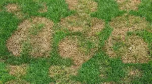 Zona erbosa con macchie secche distribuite in modo irregolare