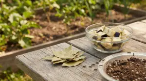 Foglie di alloro, melanzane a cubetti e terra su un tavolo in legno vicino a un orto