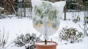 Pianta di limoni in vaso coperta con un telo protettivo contro il gelo in un giardino innevato