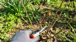 Primo piano di una mano con guanto mentre pota un ramo di rosa con germogli