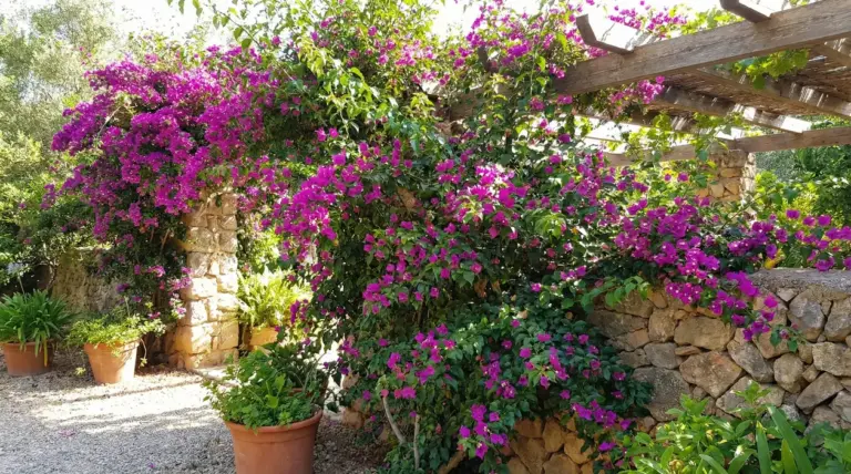 Rampicante con fiori viola che cresce su pergolato in un giardino soleggiato