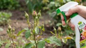 Pianta di rose colpita da afidi trattata con spray naturale
