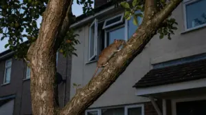 Un topo si arrampica su un albero vicino alla finestra di una casa.