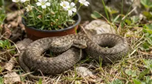 Vipera arrotolata tra l'erba vicino a un vaso di fiori in giardino